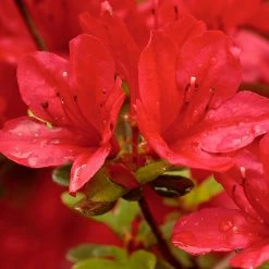 Exoticflora Azalea Red - SEASONALS