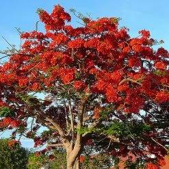Exoticflora Flowering Trees Royal Poinciana / Gul Mohar / Delonix Regia - Avenue Trees