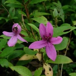 Exoticflora Year Round Flowering Plants Emarald Purple - Flowering Plants
