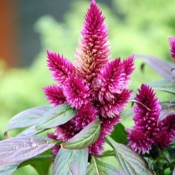Exoticflora Celosia Argentea Pink - SEASONALS All Flowering Plants