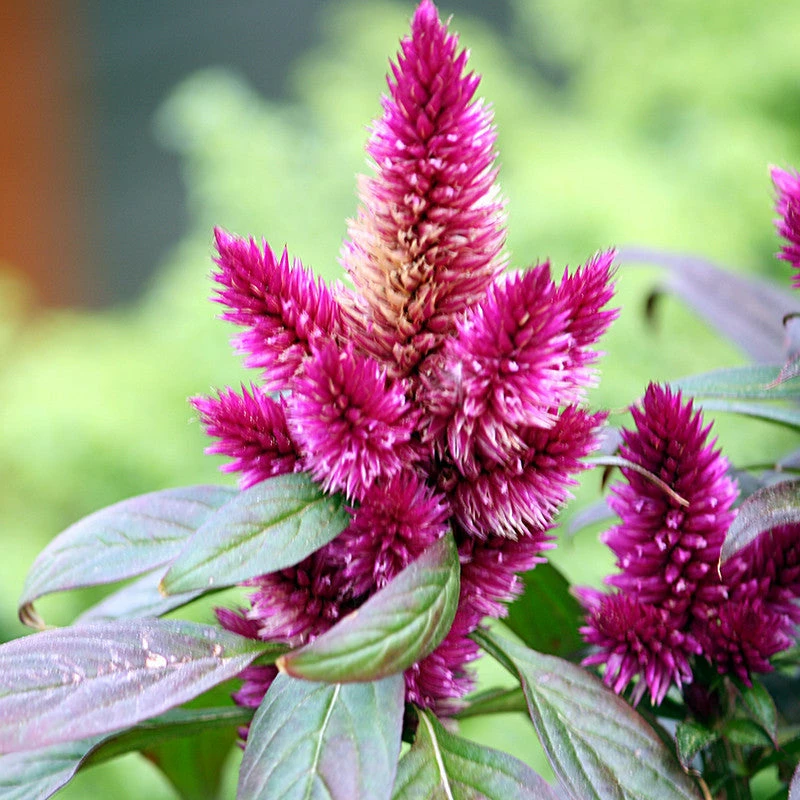 Exoticflora Celosia Argentea Pink - SEASONALS All Flowering Plants 1 Exoticflora Celosia Argentea Pink - SEASONALS All Flowering Plants