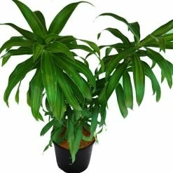 Exoticflora Indoor Plants Song Of India Green - Indoor/Ornamental Plants