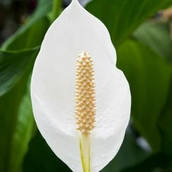 Exoticflora Peace Lily/Spathiphyllum Macrophyllum - Indoor Air-Purifying All Flowering Plants