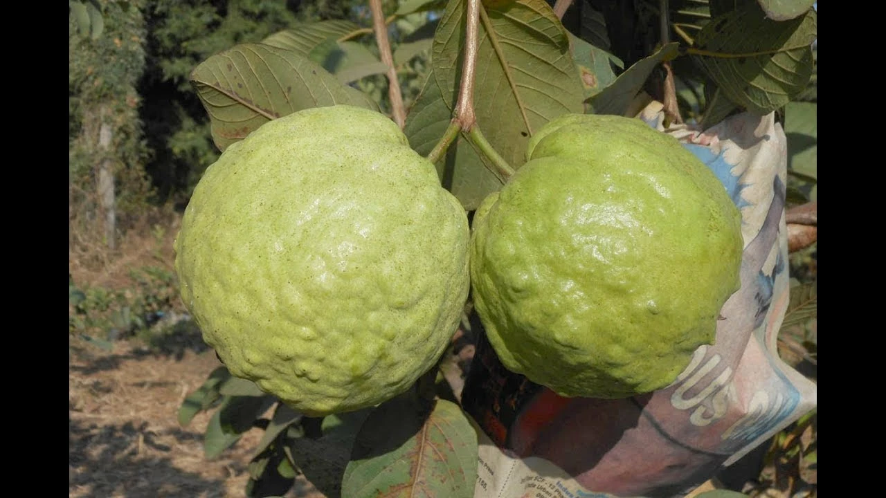 Exoticflora Thailand-Guava - Fruit Plants & Tree Grafted Fruit Plants 2 Exoticflora Thailand-Guava - Fruit Plants & Tree Grafted Fruit Plants