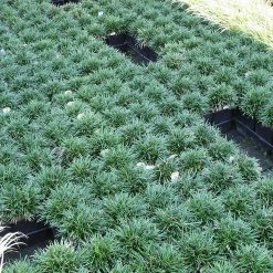 Exoticflora Mondo Grass Dwarf - Ornamental Plants 5 Exoticflora Mondo Grass Dwarf - Ornamental Plants