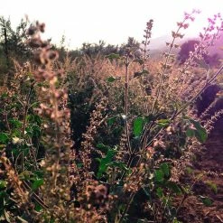 Exotic Flora Indoor Plants Sree Krishna Tulasi - Auspicious Plant