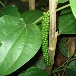 Exoticflora Pepper Climber - Spice Plants