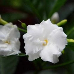 Exoticflora Tagar Double Frills - Flowering Shrubs Year Round Flowering Plants
