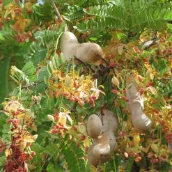 Exoticflora Sweet Tamarind (Grafted) - Fruit Plants & Tree Grafted Fruit Plants