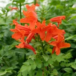 Exoticflora Tecoma Capensis/Orange Trumpet - Flowering Shrubs