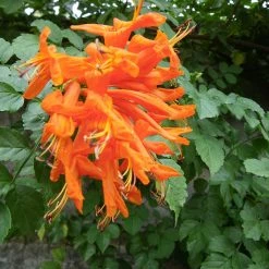 Exoticflora Tecoma Capensis/Orange Trumpet - Flowering Shrubs