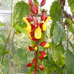 Exotic Flora Thunbergia Mysorensis - Creepers & Climbers Creepers & Climbers Flowering
