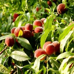 Exoticflora Grafted Fruit Plants Peach (Grafted)- Fruit Plants & Tree