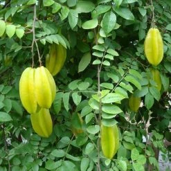 Exotic Flora Star Fruit (Grafted)- Fruit Plants & Tree Grafted Fruit Plants
