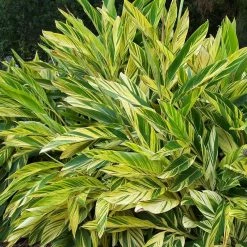 Exoticflora Alpinia Zerumbet - Ornamental Shrubs