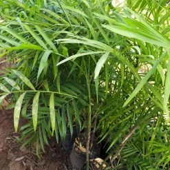 Exoticflora Chamaedorea Elegans/Parlour Palm - Palms