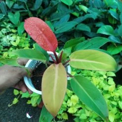 Exoticflora Philodendron Prince - Indoor Plants