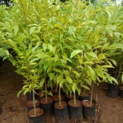 Exoticflora Agarwood Tree - Avenues Plants