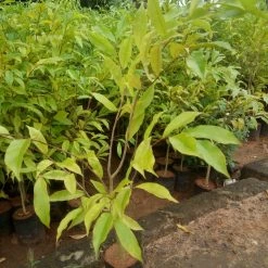 Exoticflora Agarwood Tree - Avenues Plants