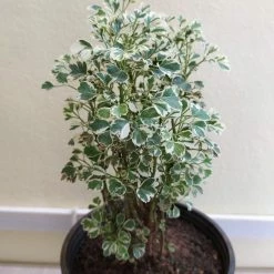 Exoticflora Aralia Mini White - Indoor Plants Foliage Plants