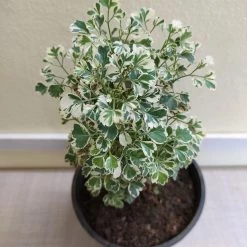 Exoticflora Aralia Mini White - Indoor Plants Foliage Plants