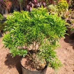 Exoticflora Aralia Gold - Indoor Plants