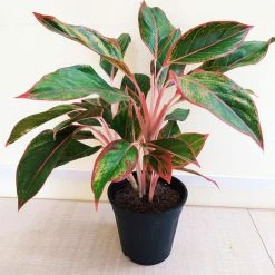 Exoticflora Aglaonema Lipstick - Indoor Plants