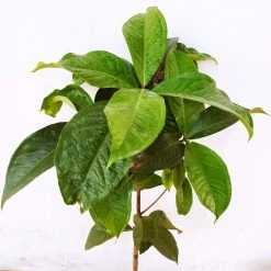 Exoticflora Malay Apple- Fruit Plants & Tree 7 Exoticflora Malay Apple- Fruit Plants & Tree