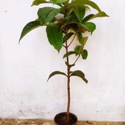 Exoticflora Malay Apple- Fruit Plants & Tree 6 Exoticflora Malay Apple- Fruit Plants & Tree