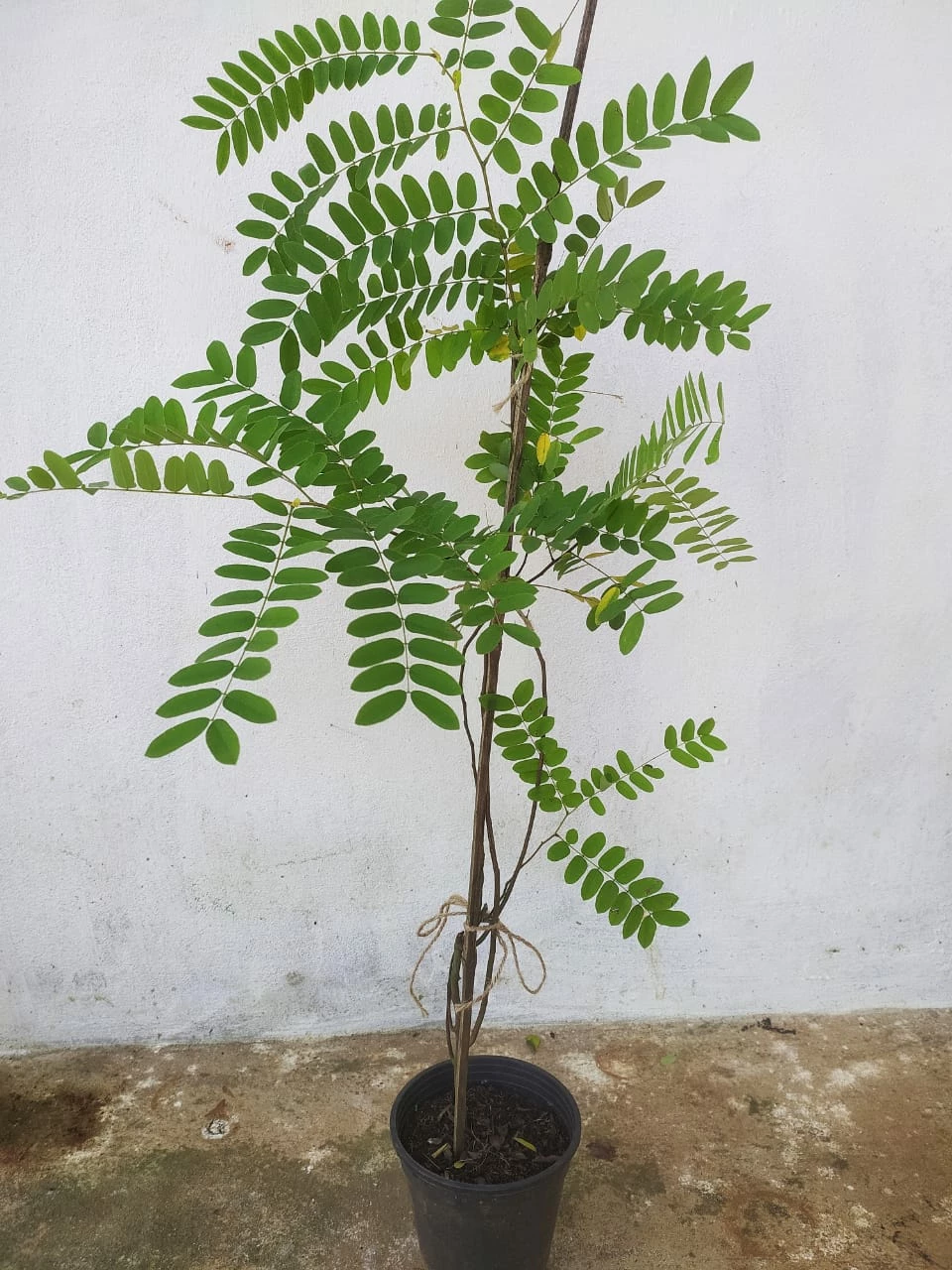 Exotic Space Cassia Javanica / Pink Shower Tree - Avenue Trees 2 Exotic Space Cassia Javanica / Pink Shower Tree - Avenue Trees