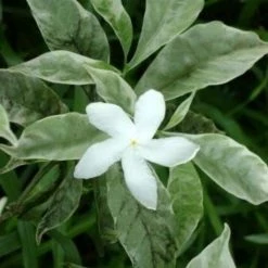 Exoticflora Tagar Wheel Variegata - Flowering Plants Year Round Flowering Plants