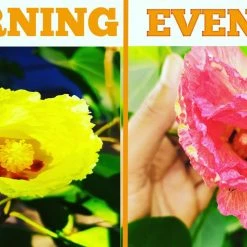 Exoticflora Flowering Trees Portia Tree/Paras Peepal - Avenue Trees