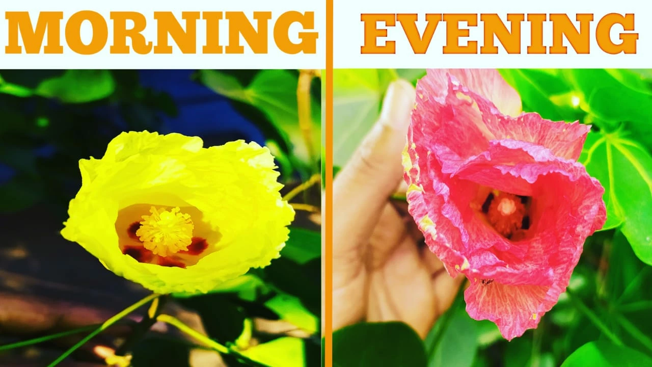 Exoticflora Flowering Trees Portia Tree/Paras Peepal - Avenue Trees 2 Exoticflora Flowering Trees Portia Tree/Paras Peepal - Avenue Trees