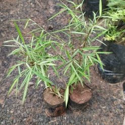 Exoticflora Bamboo Grass Variegata - Ornamental Plants Outdoor Plants