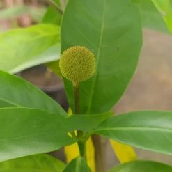 Exoticflora Avenue Trees Kadamba Dwarf - Ornamental Plants