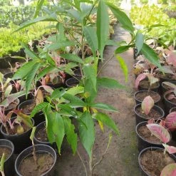 Exoticflora Avenue Trees Kadamba Dwarf - Ornamental Plants