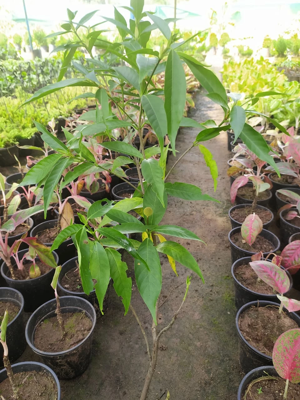 Exoticflora Avenue Trees Kadamba Dwarf - Ornamental Plants 2 Exoticflora Avenue Trees Kadamba Dwarf - Ornamental Plants