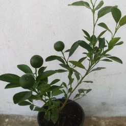 Exoticflora Table Lemon - Fruit Plants & Tree Fruit Plants To Grow In Pots