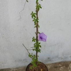Exoticflora Ipomoea Cairica - Creepers & Climbers Creepers & Climbers Flowering