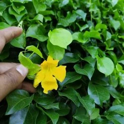 Exotic Flora Dolichandra Unguis-cati - Creepers & Climbers Creepers & Climbers Flowering