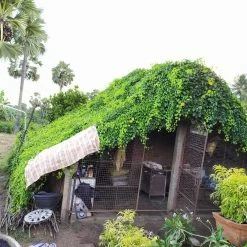 Exotic Flora Dolichandra Unguis-cati - Creepers & Climbers Creepers & Climbers Flowering