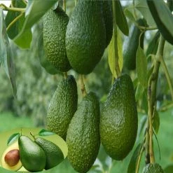 Exoticflora Avocado (Grafted) - Fruit Plants & Tree