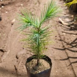 Exoticflora Chir Pine - Avenue Trees