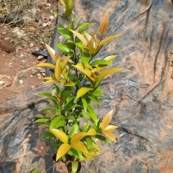 Exoticflora Syzygium Myrtifolium Pink (Dwarf) - Outdoor Ornamental Plants Outdoor Plants