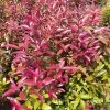 Exoticflora Avenue Trees Syzygium Myrtifolium Dark Pink - Outdoor Ornamental Plants