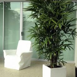 Exoticflora Rhapis/Lady Palm - Palms