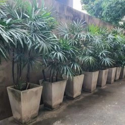 Exoticflora Rhapis/Lady Palm - Palms