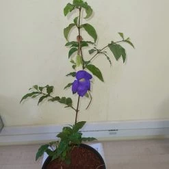 Exoticflora Thunbergia Erecta Blue - Ornamental Flowering Plants