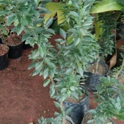 Exoticflora Grafted Fruit Plants Mini Mosambi - Fruit Plants