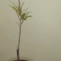 Exoticflora Grafted Fruit Plants Custard Apple Red(Grafted) - Fruit Plants & Tree 5 Exoticflora Grafted Fruit Plants Custard Apple Red(Grafted) - Fruit Plants & Tree